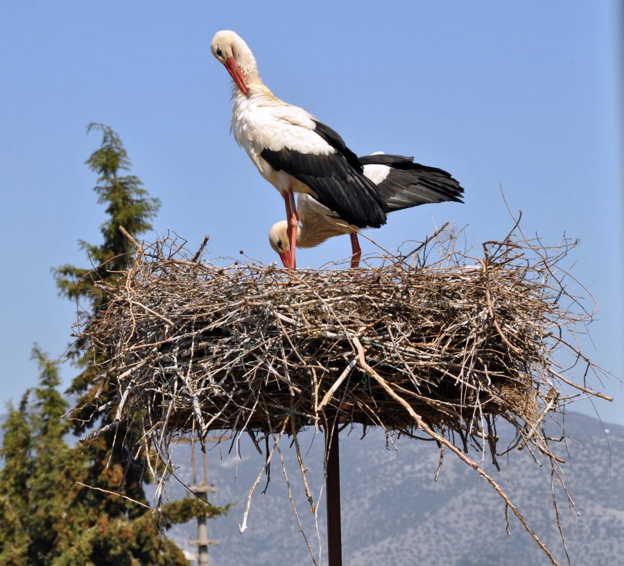 Sarang Stork 55 gambar dan pilihan untuk menarik burung yang cantik