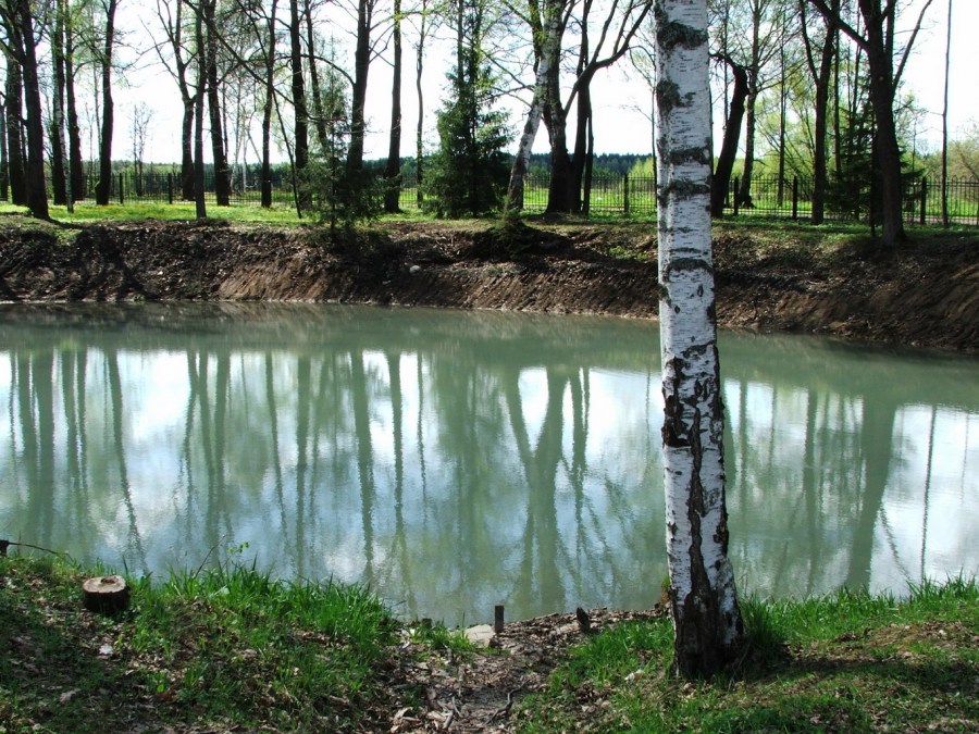 Fischzucht im Teich 80 Fotos, Tipps und Tricks für eine