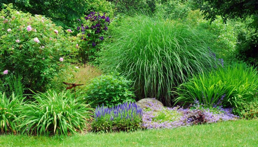 Декоративна трева - приложение в ландшафтен дизайн