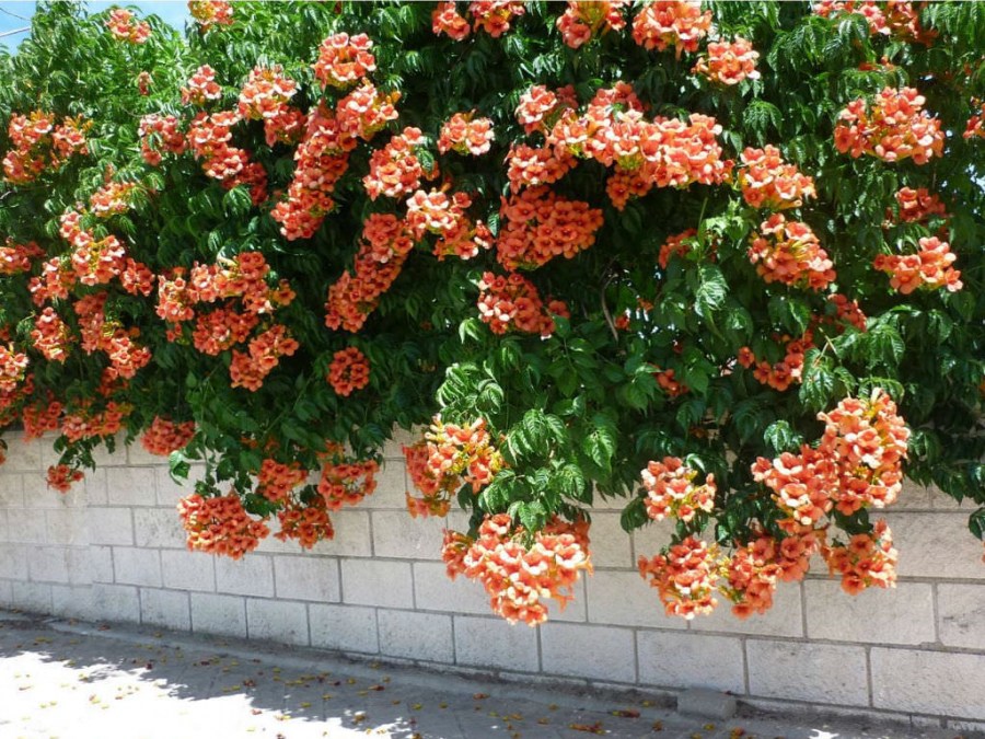 Лиани за градината - многогодишни и устойчиви на замръзване растения за украса на градината