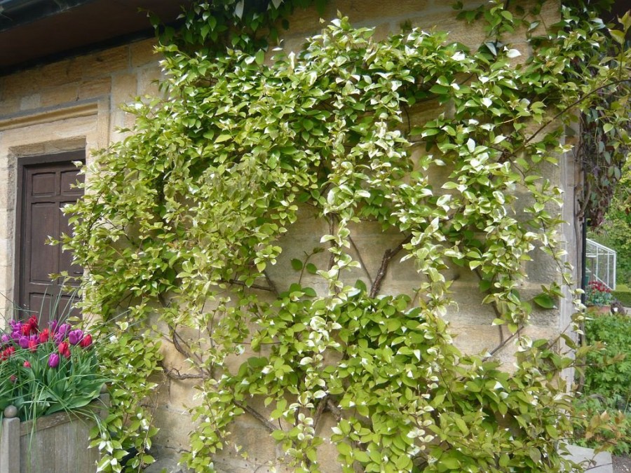 Лиани за градината - многогодишни и устойчиви на замръзване растения за украса на градината