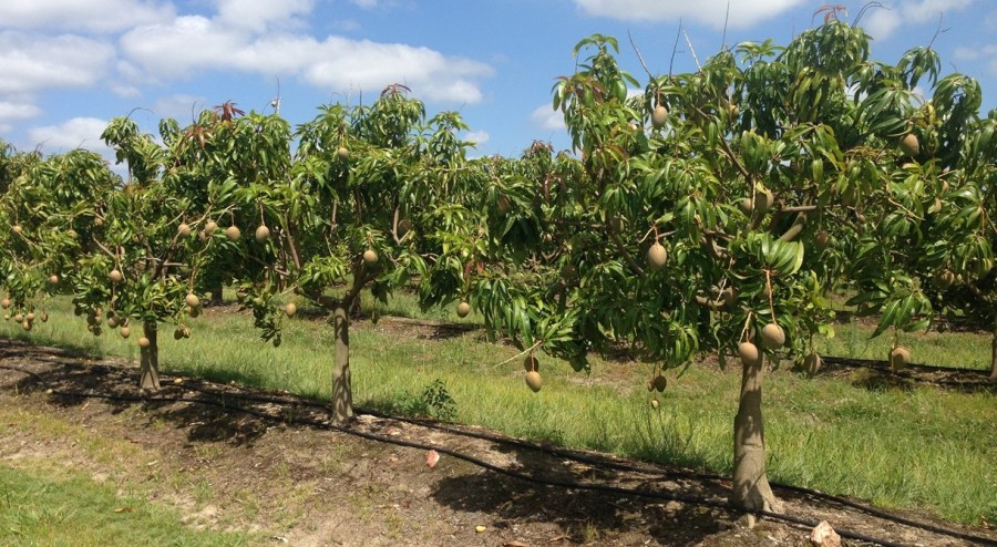 Mango: tajemství pěstování a pěstování. Tipy pro péči o škůdce a ošetření škůdců.