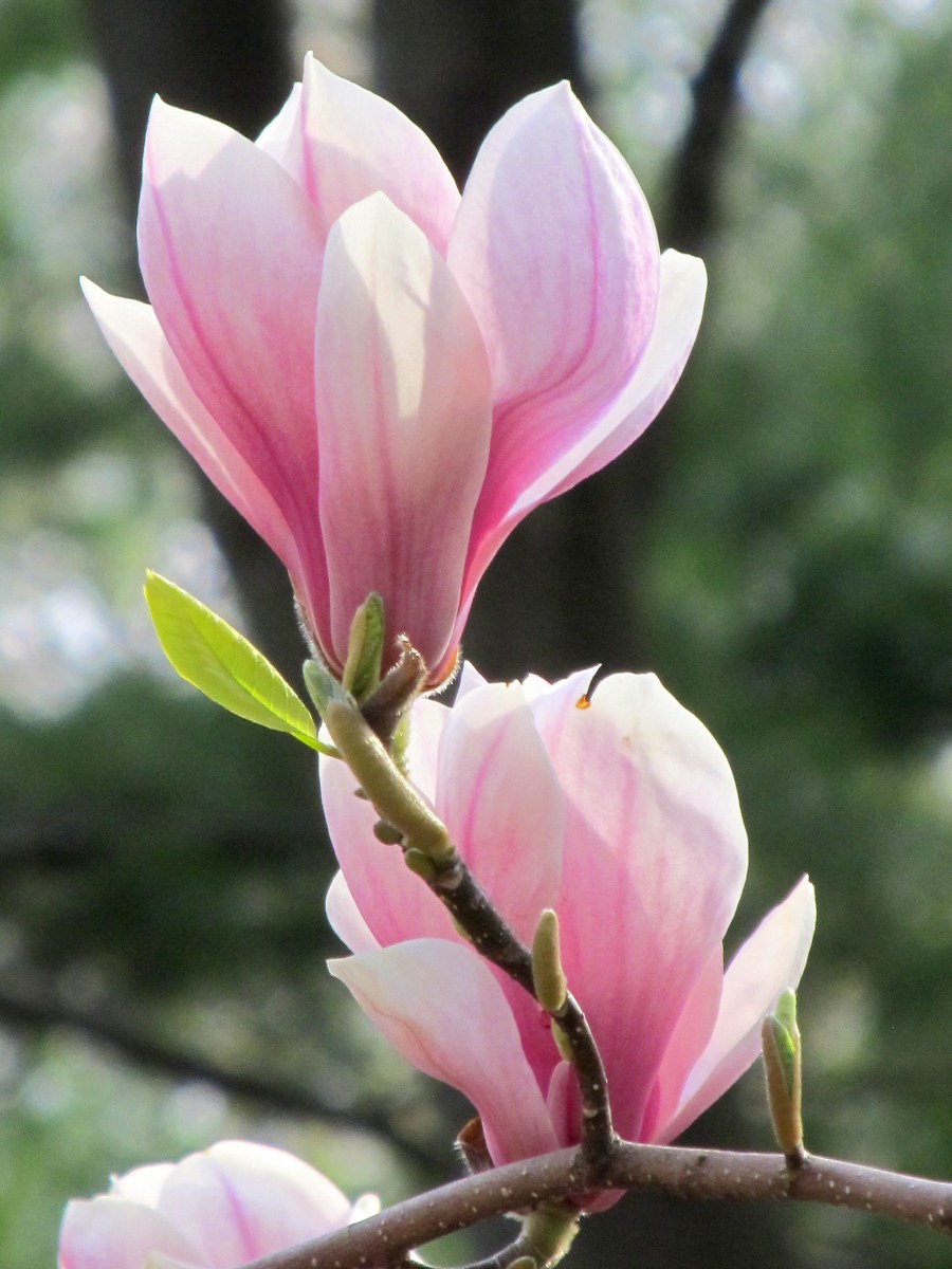 TSvetyi magnoliya 29 1