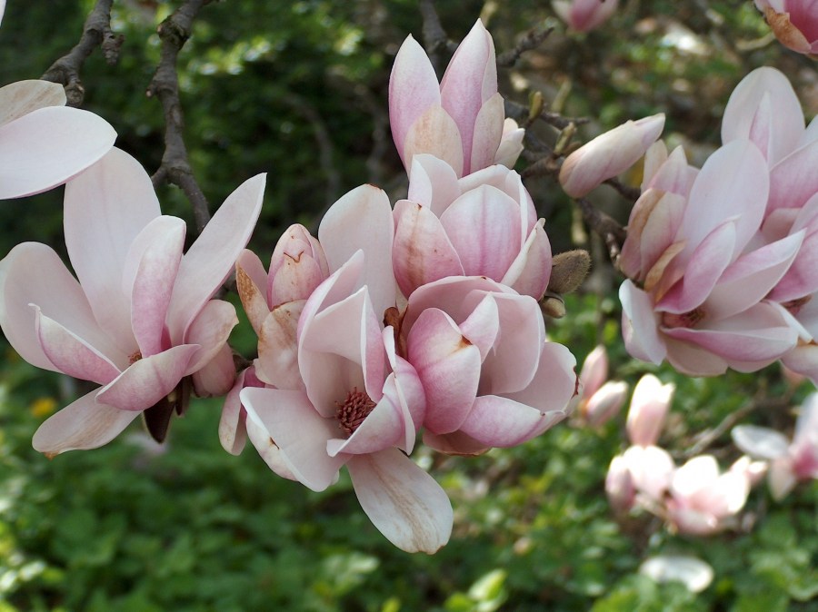 TSvetyi magnoliya 39
