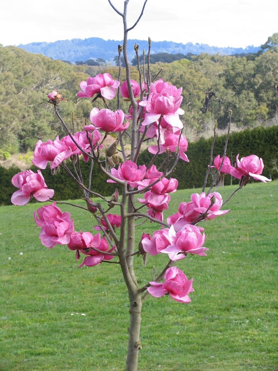 TSvetyi magnoliya 5