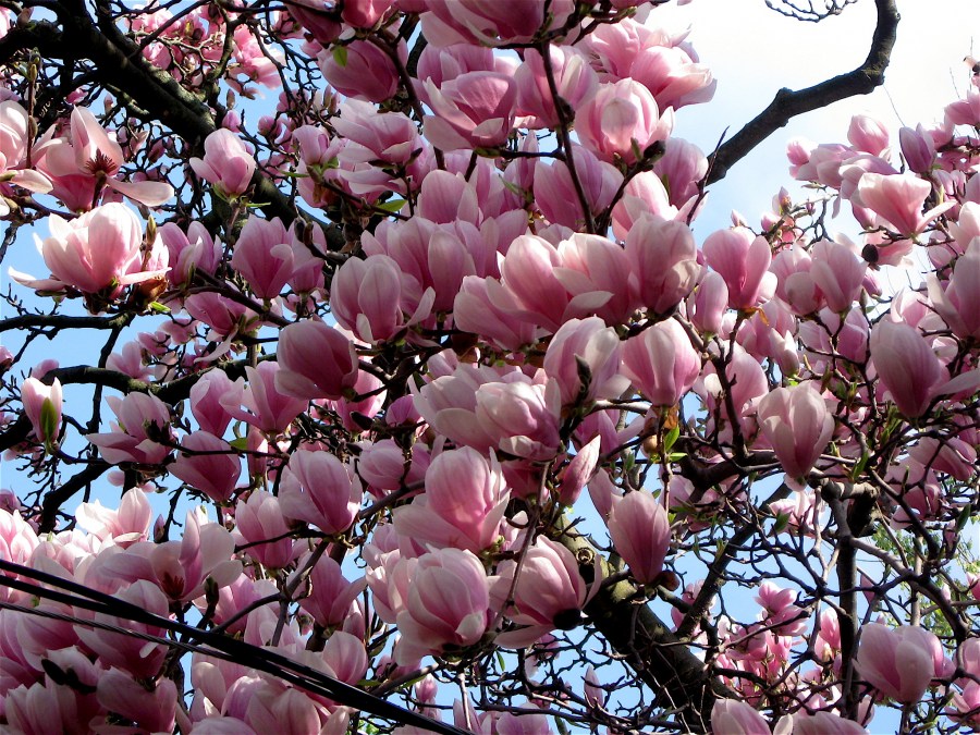TSvetyi magnoliya 52