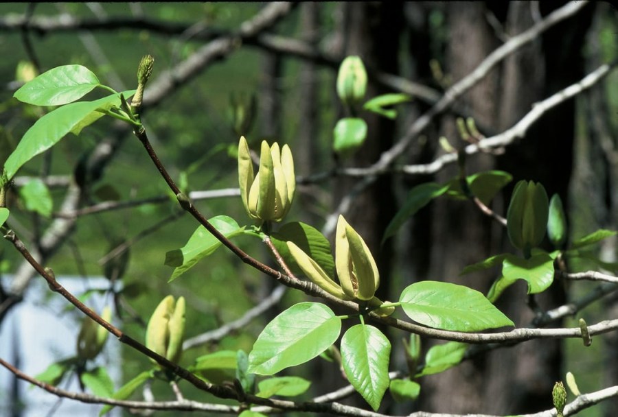 TSvetyi magnoliya 57