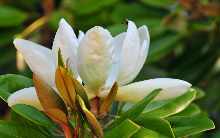 TSvetyi magnoliya 60
