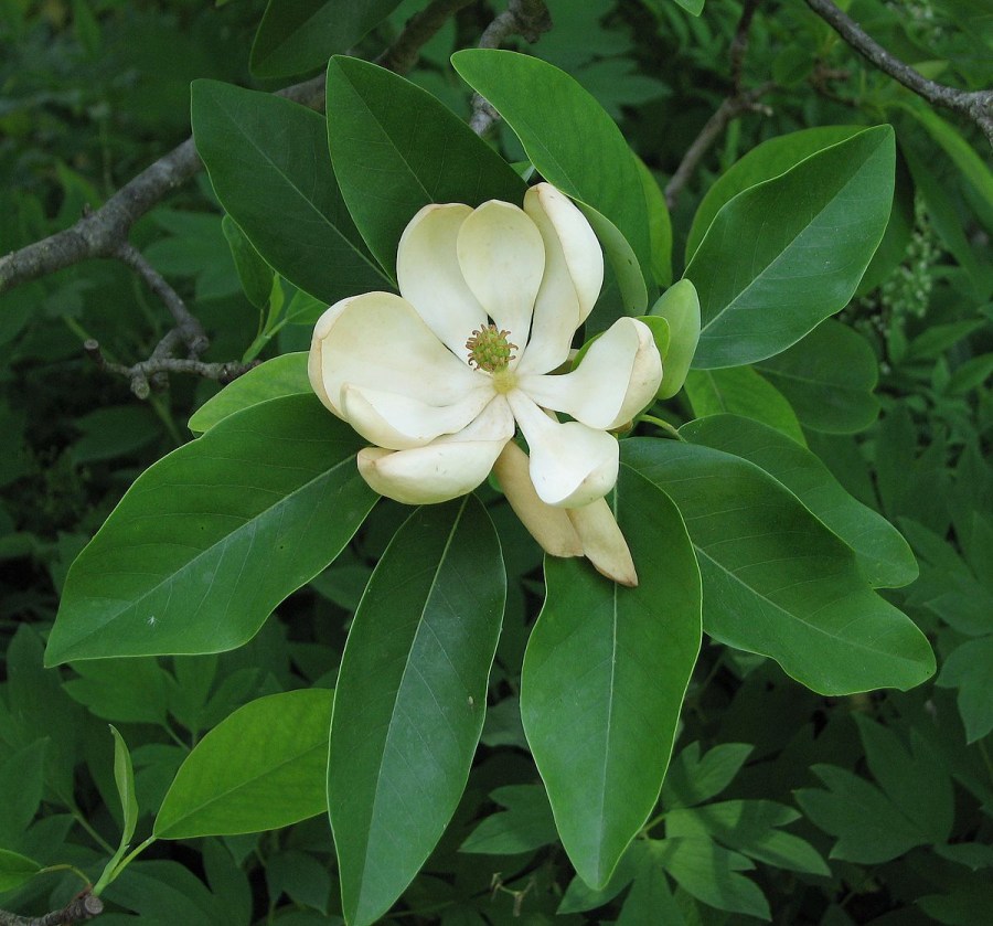 TSvetyi magnoliya 84
