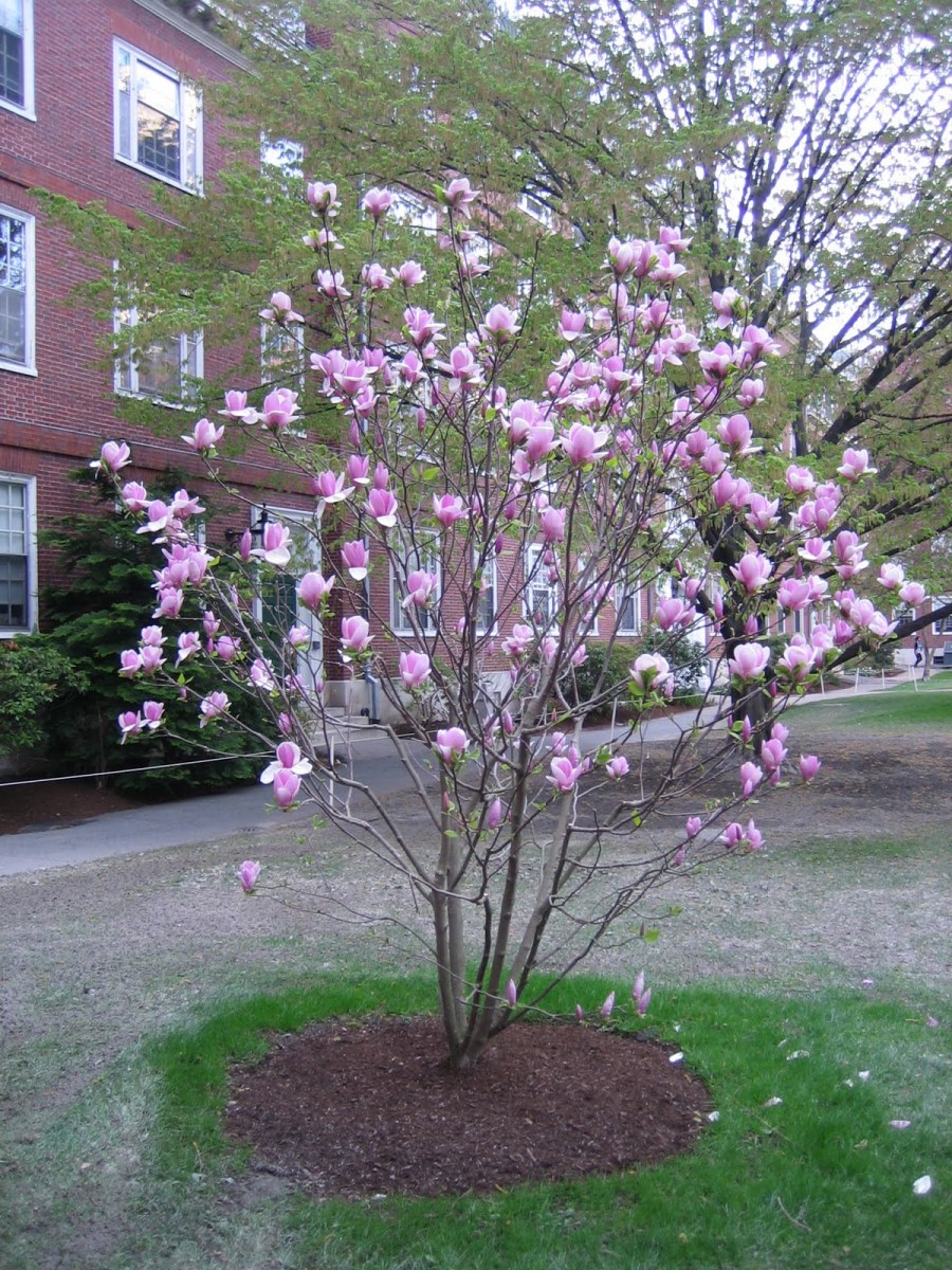 TSvetyi magnoliya 87